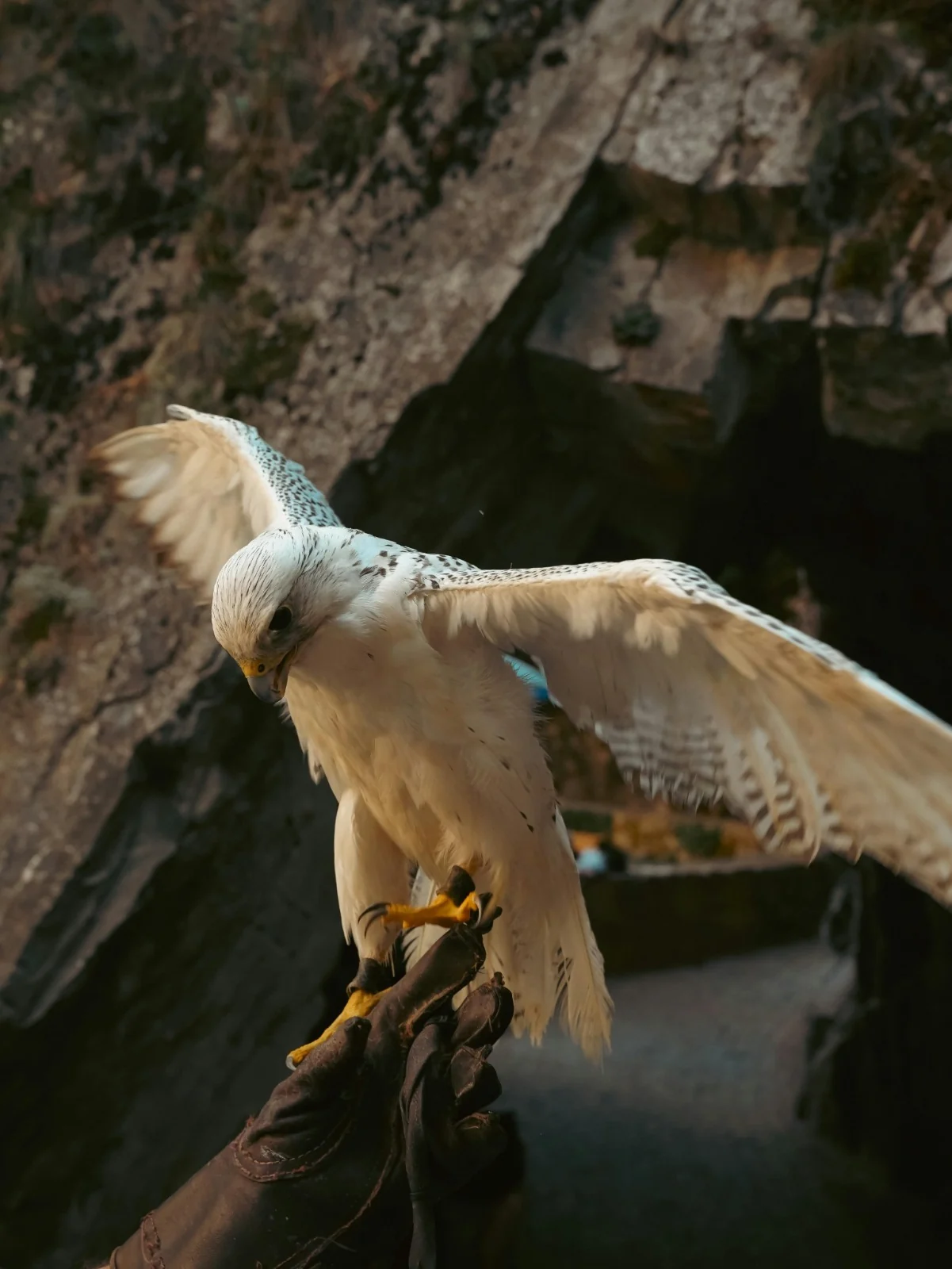 White falcon landing on a glove
